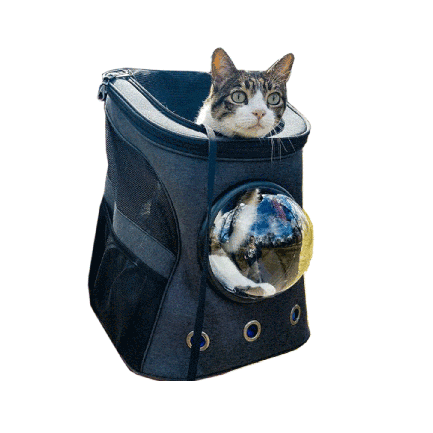 "The Adventure Cat Essential" Bundle: Cat Backpack, Harness, Leash, and Travel Bowl