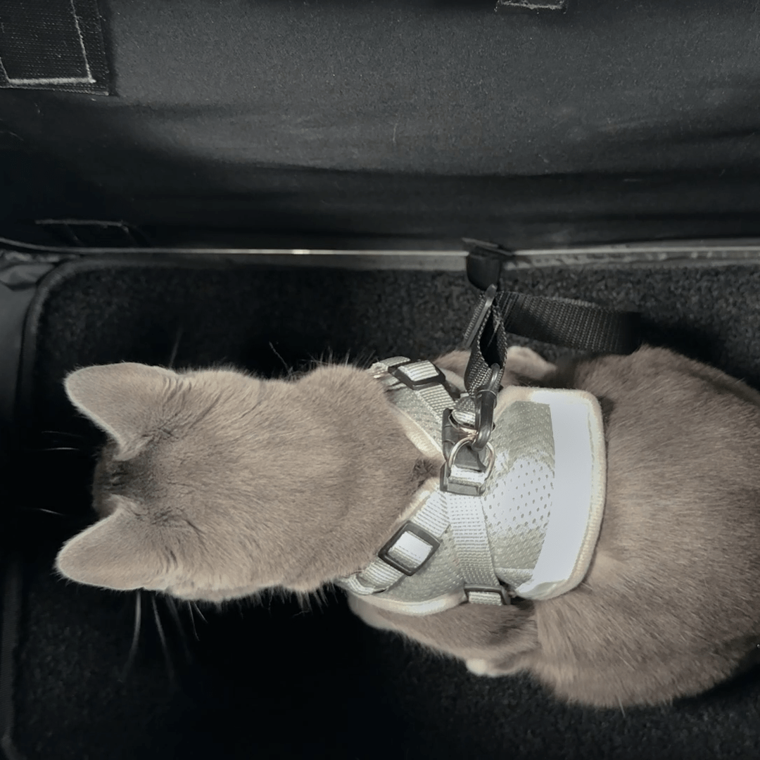 “The Pack N' Paw” Light & Slim Collapsible Cat Crate & Carrier